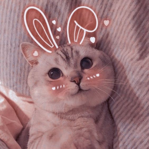 Hình Cute Mèo Chibi Anime Ngầu Dễ Thương Nhất