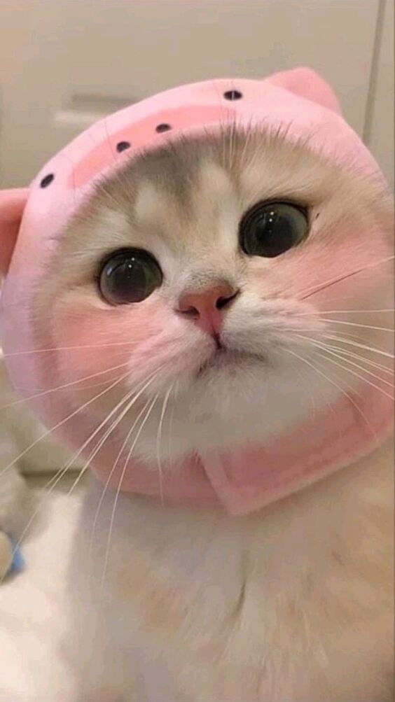 101 hình avatar mèo cute ngầu mèo chibi mèo đôi dễ thương nhất
