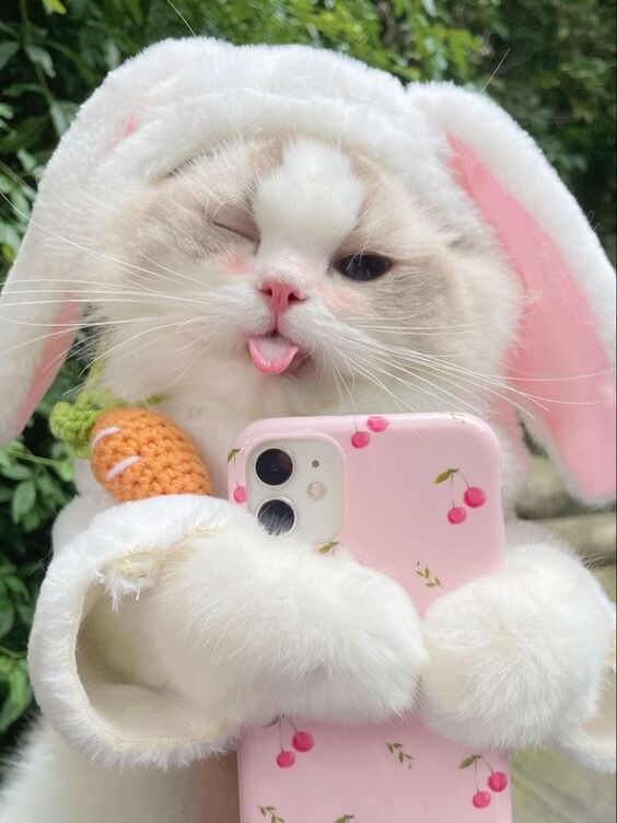 Top 106+ ảnh avatar mèo cute
